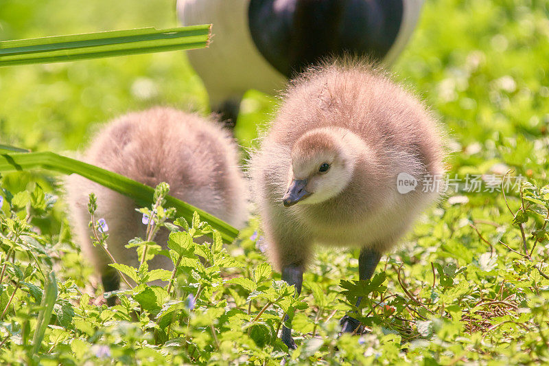 青白Branta leucopsis的春季后代